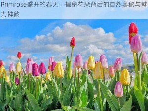 Primrose盛开的春天：揭秘花朵背后的自然奥秘与魅力神韵