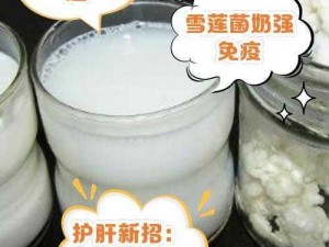 牛奶泡雪莲菌的惊人功效：滋养身体、强化免疫，实现健康养生新境界