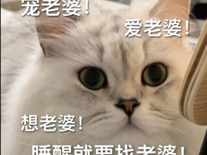 《哄老婆必备：专享表情包下载大集合》