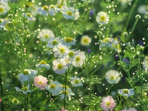 野花视频www 野花视频www，海量高清资源，无限制观看