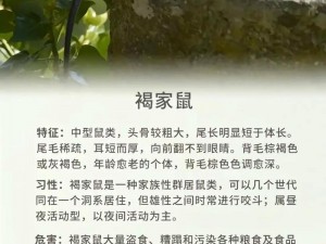 贪吃小动物的家：安装与配置指南详解