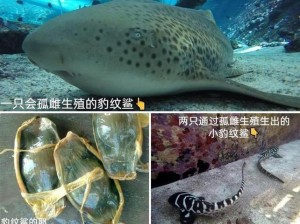 动物扦插的视频——教你如何繁殖珍稀动物