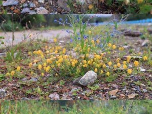 野花视频在线手机免费观看(野花视频在线手机免费观看，高清无码不卡顿)