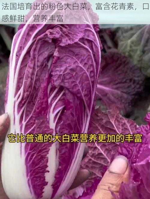 法国培育出的粉色大白菜，富含花青素，口感鲜甜，营养丰富