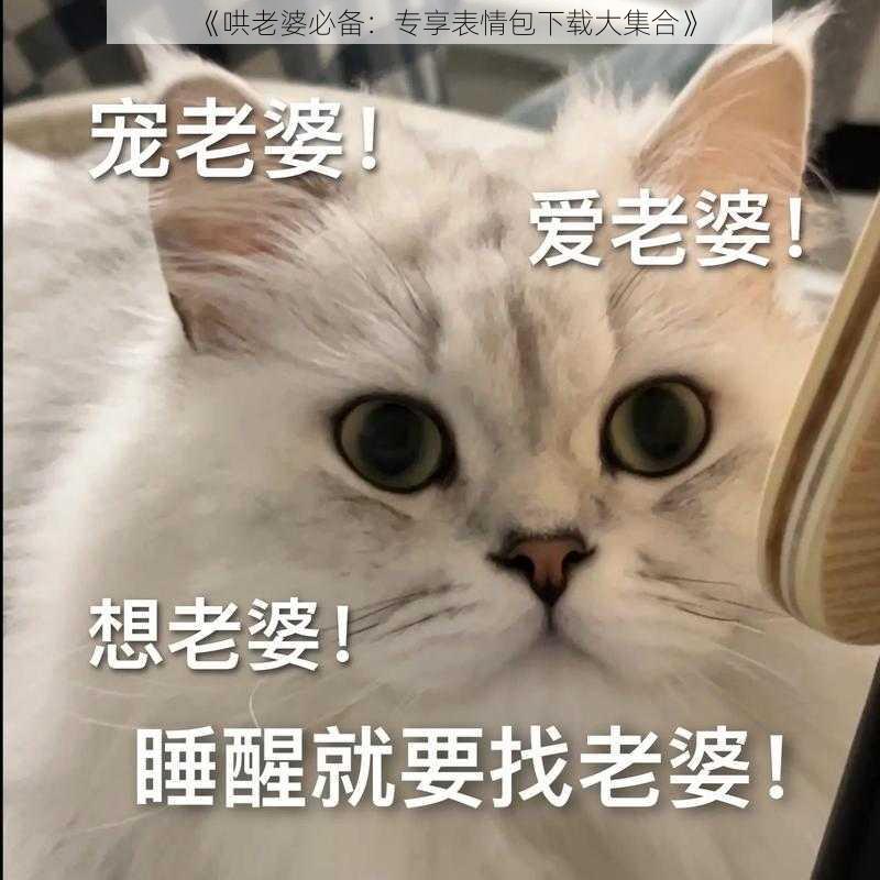 《哄老婆必备：专享表情包下载大集合》