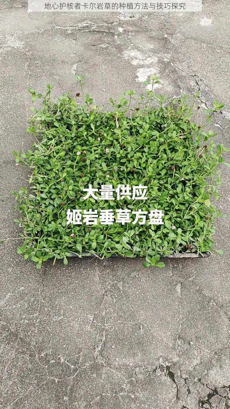 地心护核者卡尔岩草的种植方法与技巧探究