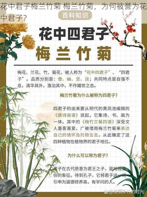 花中君子梅兰竹菊 梅兰竹菊，为何被誉为花中君子？