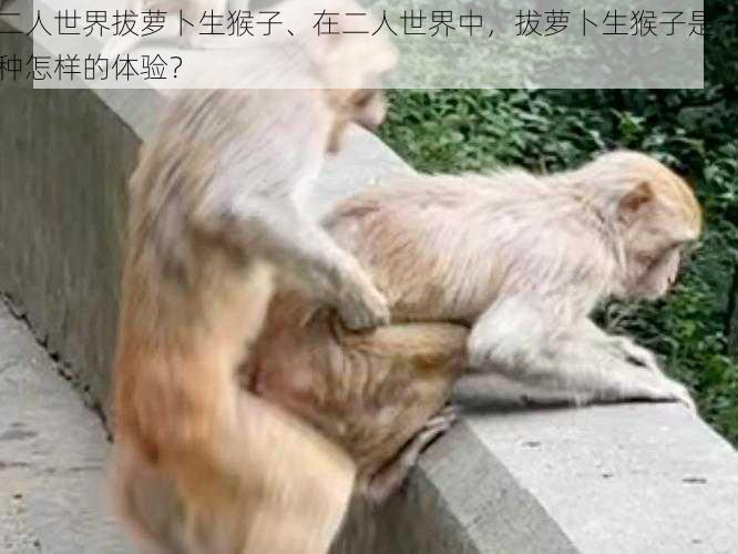 二人世界拔萝卜生猴子、在二人世界中，拔萝卜生猴子是一种怎样的体验？