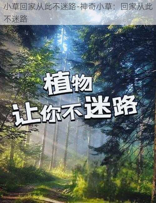 小草回家从此不迷路-神奇小草：回家从此不迷路