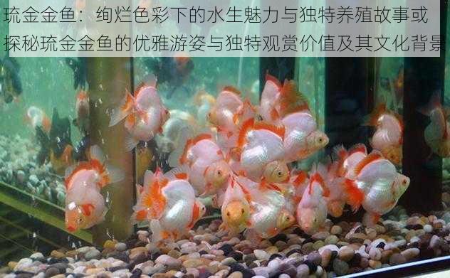 琉金金鱼：绚烂色彩下的水生魅力与独特养殖故事或 探秘琉金金鱼的优雅游姿与独特观赏价值及其文化背景