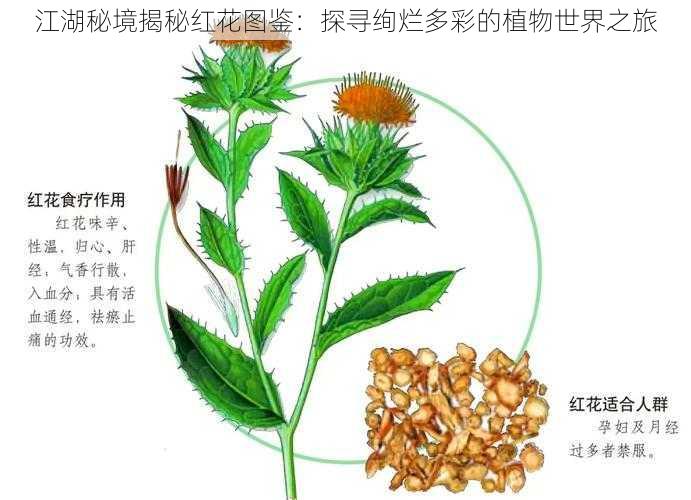 江湖秘境揭秘红花图鉴：探寻绚烂多彩的植物世界之旅